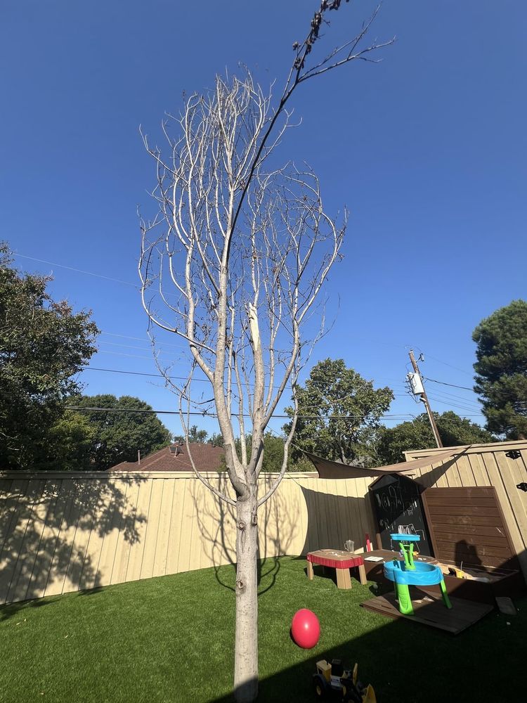 Is my maple tree toast? I’m in North Texas and this maple has been through a lot of stress.