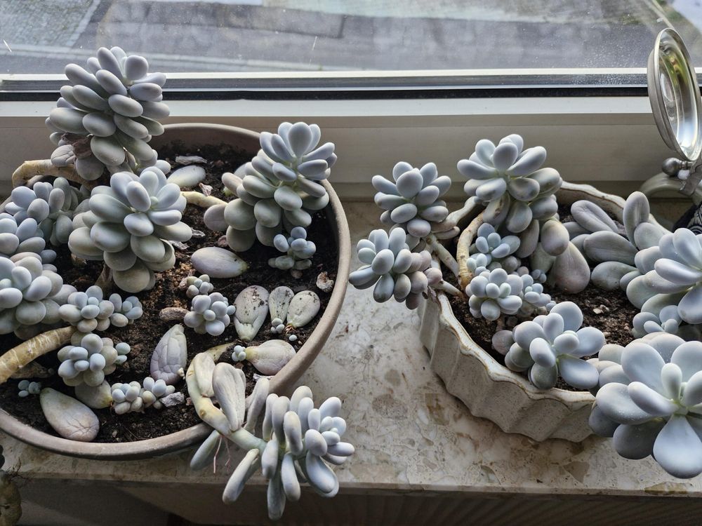 Moonstones I grew for the last 20 years or so