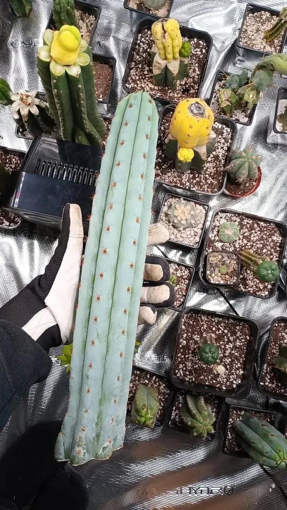 Show me your bluest cacti, here's mine