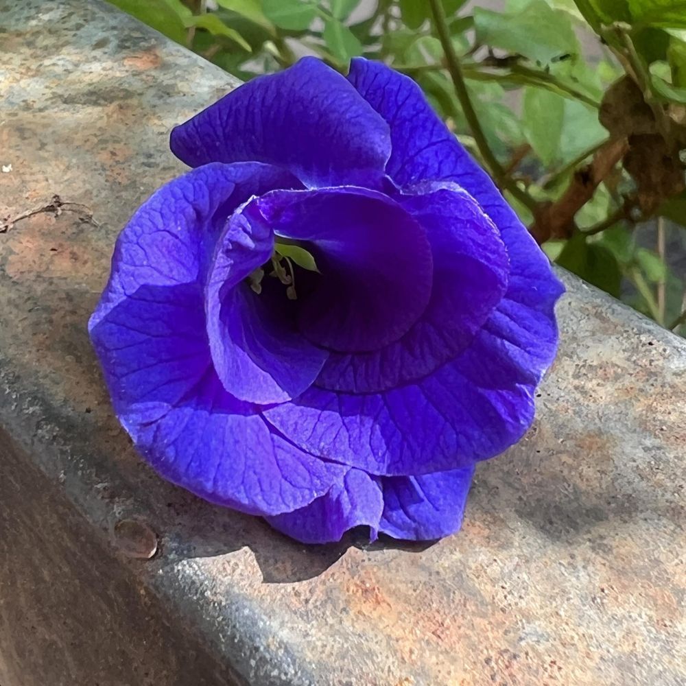 My pigeonwings plant got bored and spawned a rose, apparently!