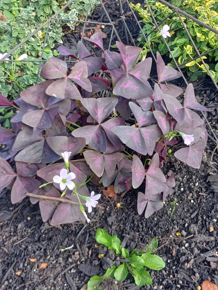 They almost look like purple shamrocks