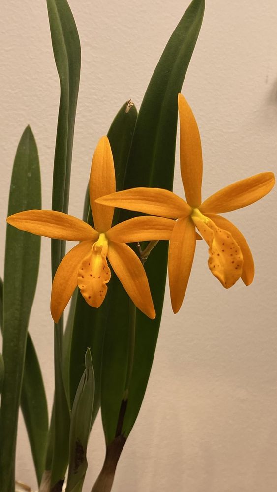 My mini cattleya in bloom