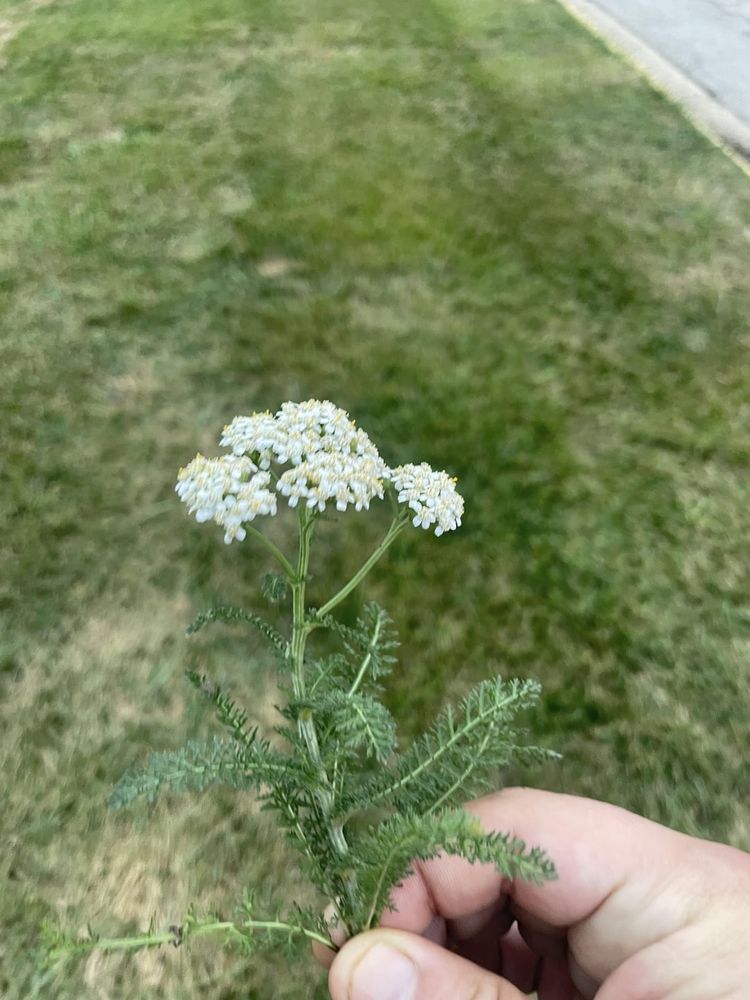 Illinois- Is this Yarrow?