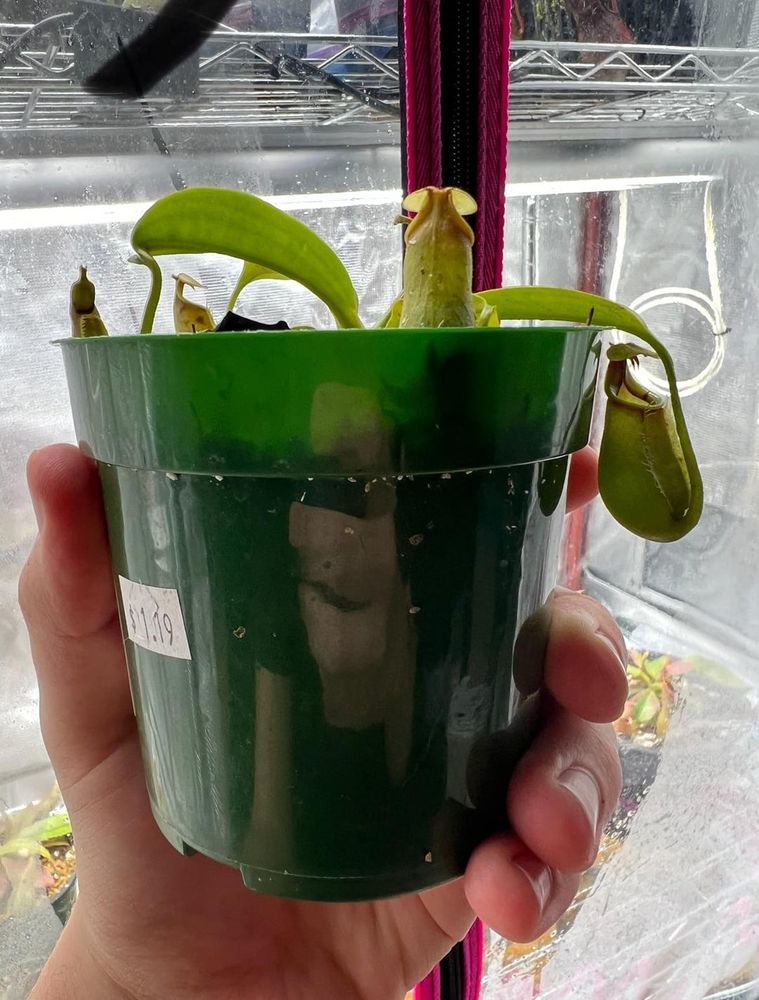 Growth of my Nepenthes Bicalcarata over 6 months, old pot for comparison