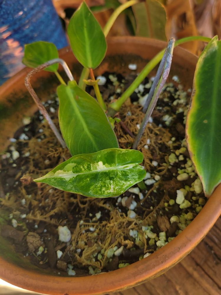 Bought this spiritus sancti as a rehab project and it unfurled the most beautiful leaf this morning!