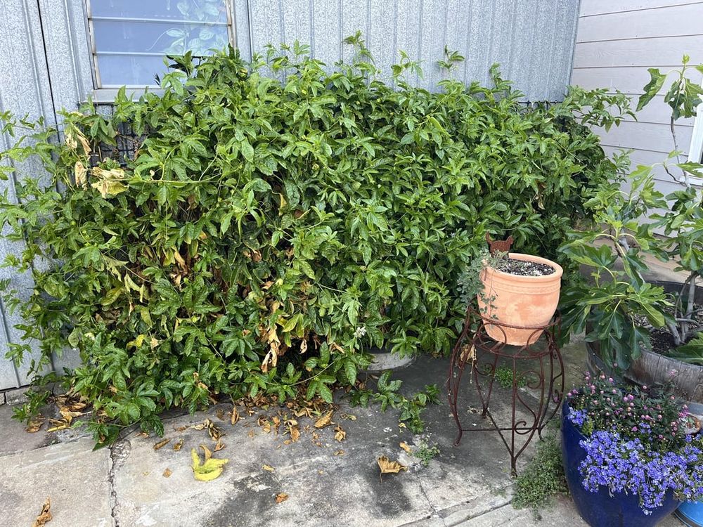 Passionfruit pruning timing