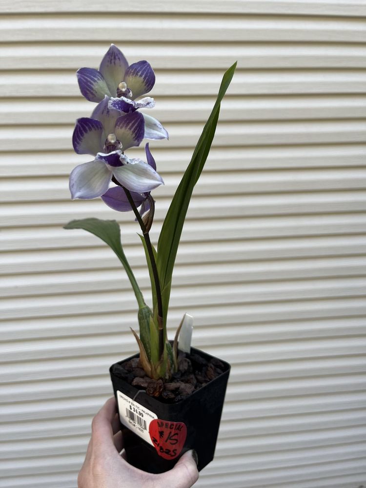 First Zygopetalum -score!