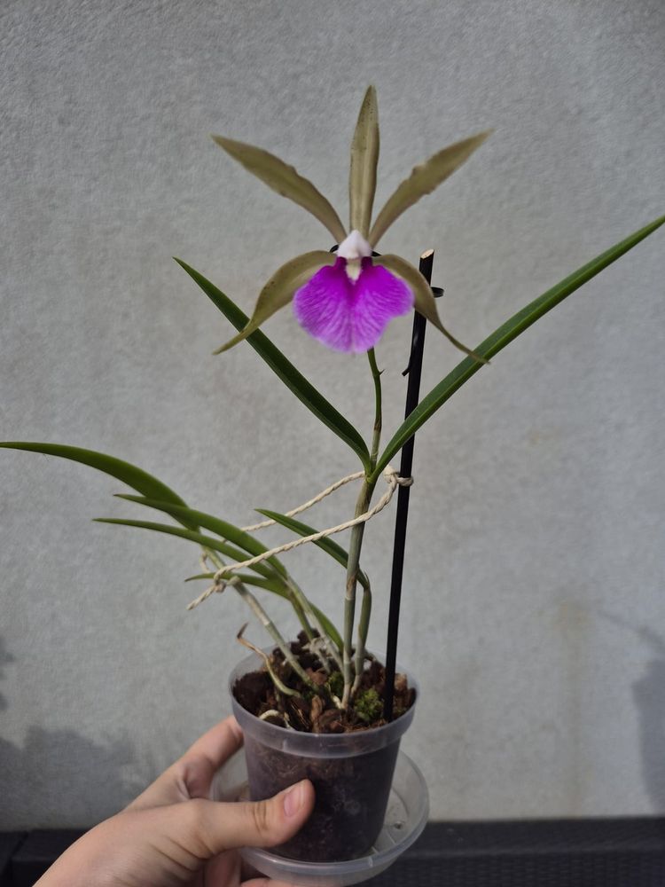 Brassavola perrinii x Cattleya bicolor var. grossii