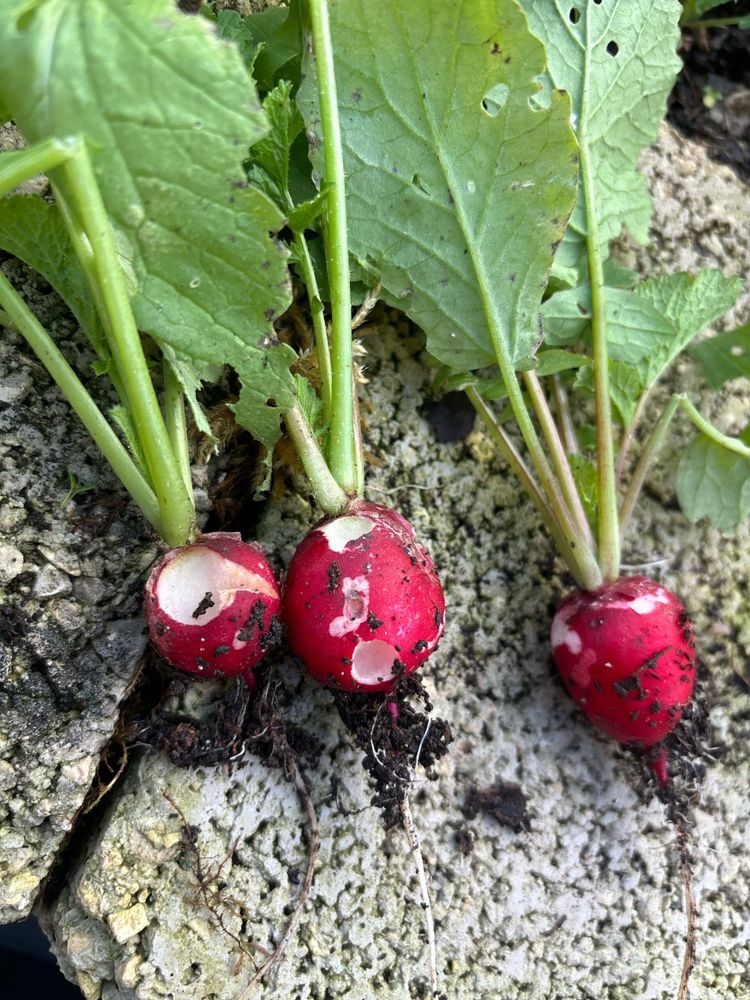 What is eating my radishes?