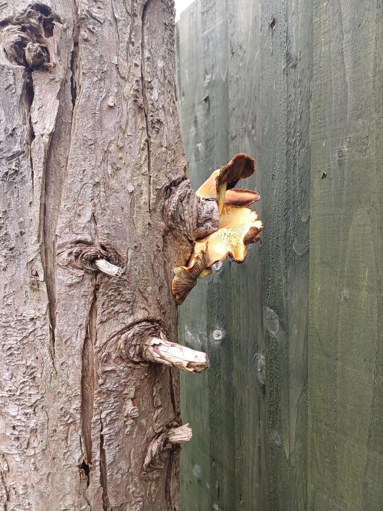 Fungi growing out of tree