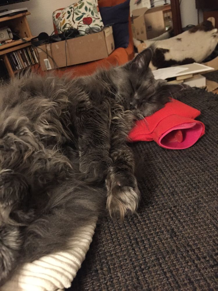 A big blue cat lying on a red hot water bottle.