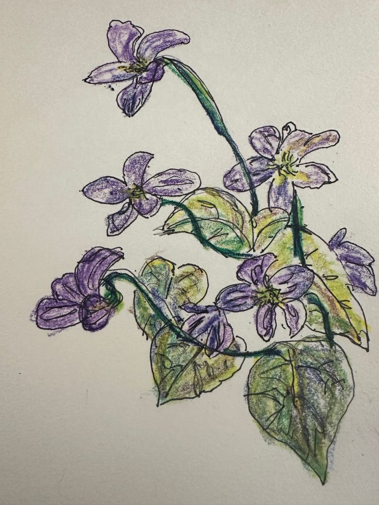 Crayon and ink sketch  of common blue violet 