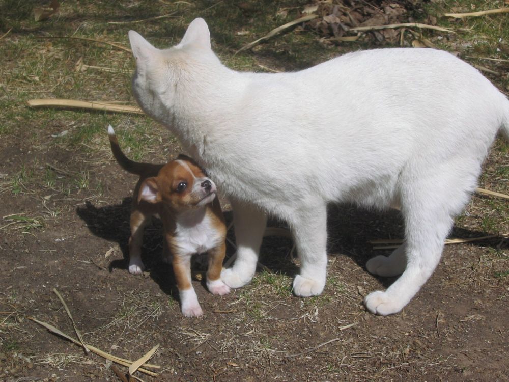 Iotasuchus the dog ("Iota" to her friends) the day she came home (March 13, 2010), posing with/under Chai Son the cat.