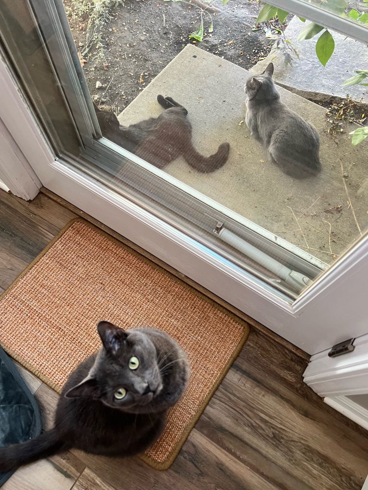 Gray indoor cat looking at camera with two cats outside on porch.
