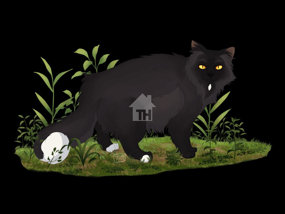 Black cat with gold eyes and white spot on chest, both back toes and tail tip standing on a grassy patch. 