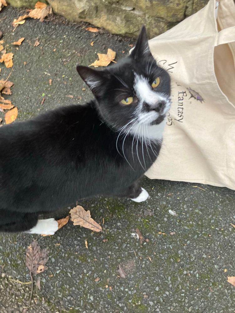 Squeaky, a black and white cat, investigating a 2025 WoldCon tote bag…