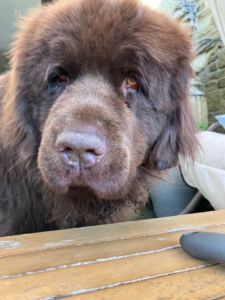 Bungle, a Newfoundland dog roughly the size of a pony…