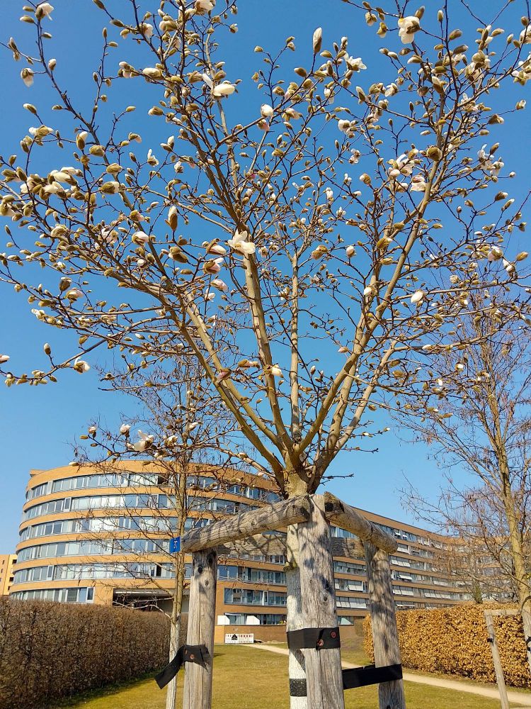 Ein knospender Baum an der Spree in Berlin Mitte - im Sonnenschein.