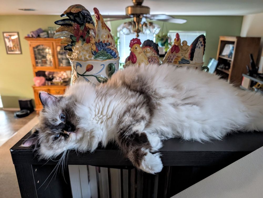 A fluffy Tortie ragdoll, laying flopped over on her side on top of a black bookshelf. Behind her are a set of colorful chicken canisters. She looks drowsy and like the camera may have disturbed her. 