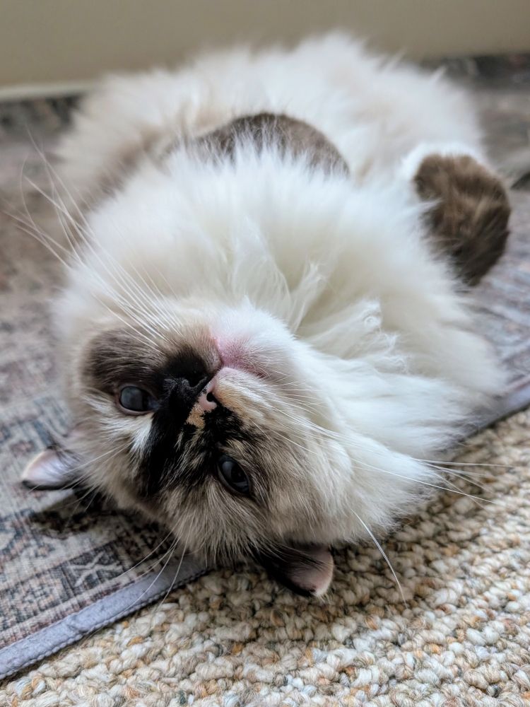 A very fluffy Tortie ragdoll, laying on her back on short beige Berber carpet. Her brown and orange ears are flattened out, and she is looking at the camera upside down, with a smug little look on her smudgy face. Her mouth is very pink, and she has long whiskers and has curled her front legs onto her chest. 