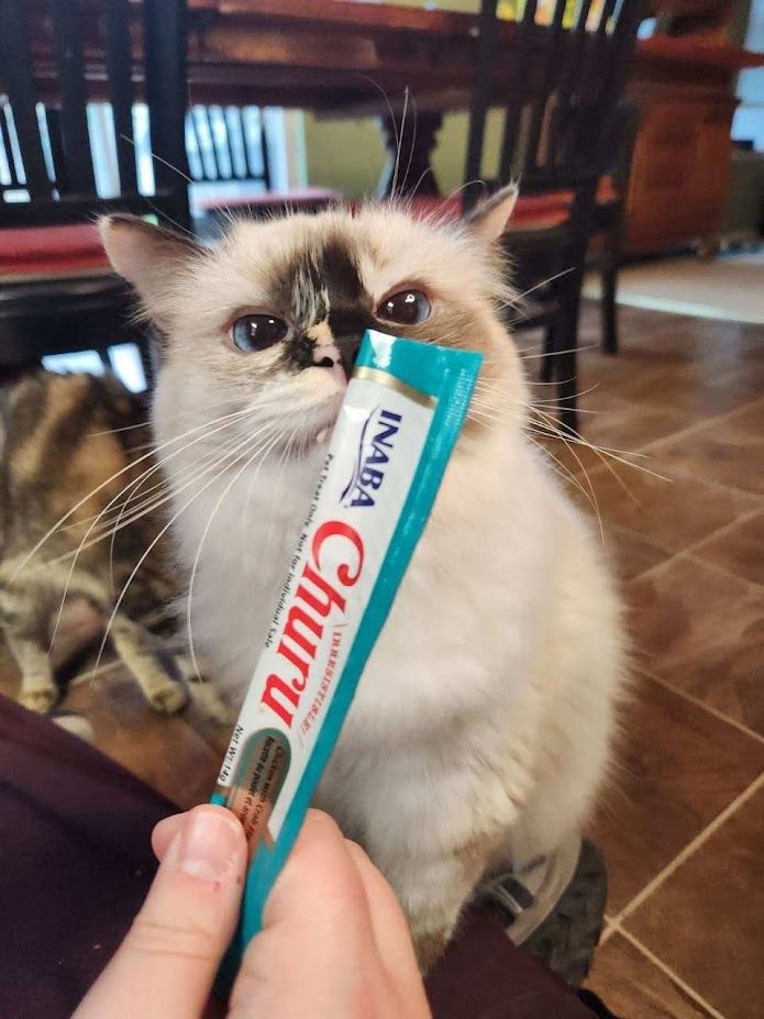 A very fluffy tortie ragdoll kitten with a very smudgy face is being offered a blue churu tube treat. She is sniffing it, has one visible snaggle tooth, and is cross-eyed with her eyebrows in a little V as she intently focuses on the tube treat. 