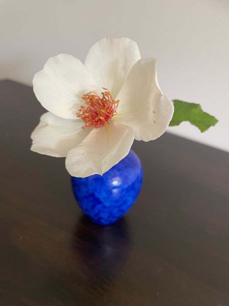 Beautiful single 
white rose with red stamens called White Wings in a blue vase.  It has a lovely sweet perfume 