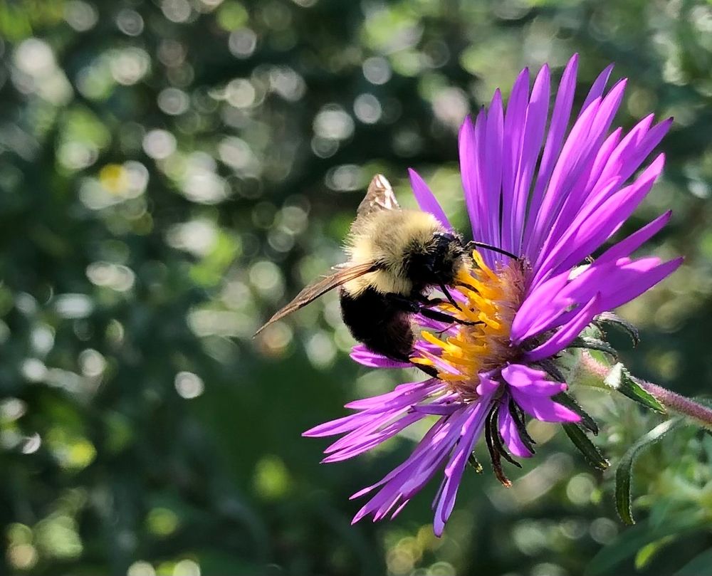 A small bumblebee (two spotted?) collects pollen from a New England aster on a warn fall afternoon.