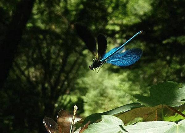 Gif of a blue winged dragon fly hovering in the air, flapping its wings, in slow motion. 