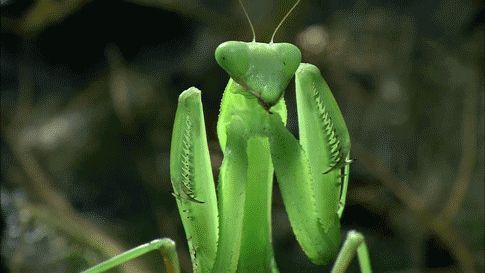 Praying mantis gif. Mantis moves its head from looking slightly and to the side to looking at the camera. 