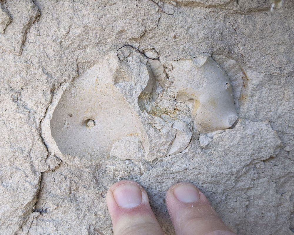#FossilFriday‼️ Cephalopod time! 😀 Internal molds of nautiloid air chambers exposed in a limestone in central Alabama. Nautiloids can be abundant in some Paleocene rocks in the state. Specimen @almnh.bsky.social collection. Discovered by Research Associate Prescott Atkinson. #paleontology #fossil