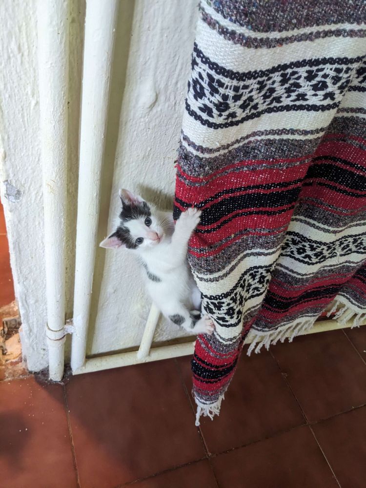 a kitten clinging to a hanging fabric that it climbed