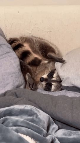 a raccoon is laying on a bed with its head on a pillow