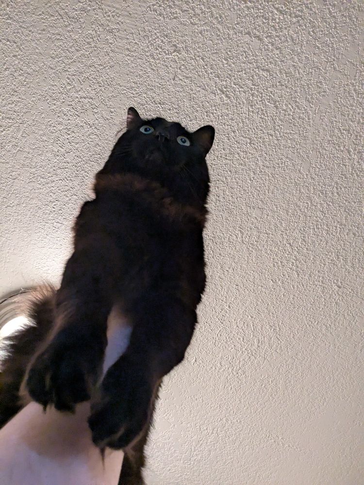 A black cat being held aloft. He does not care about his current predicament.