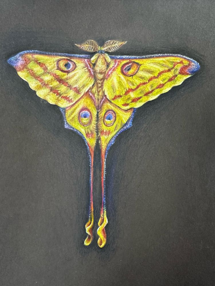 A drawing of a come moth, a large moth with eyespots and long tails on its wings