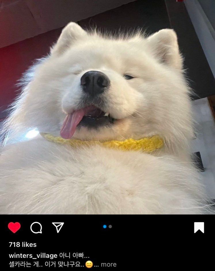 picture of a samoyed dog with it's tongue out 