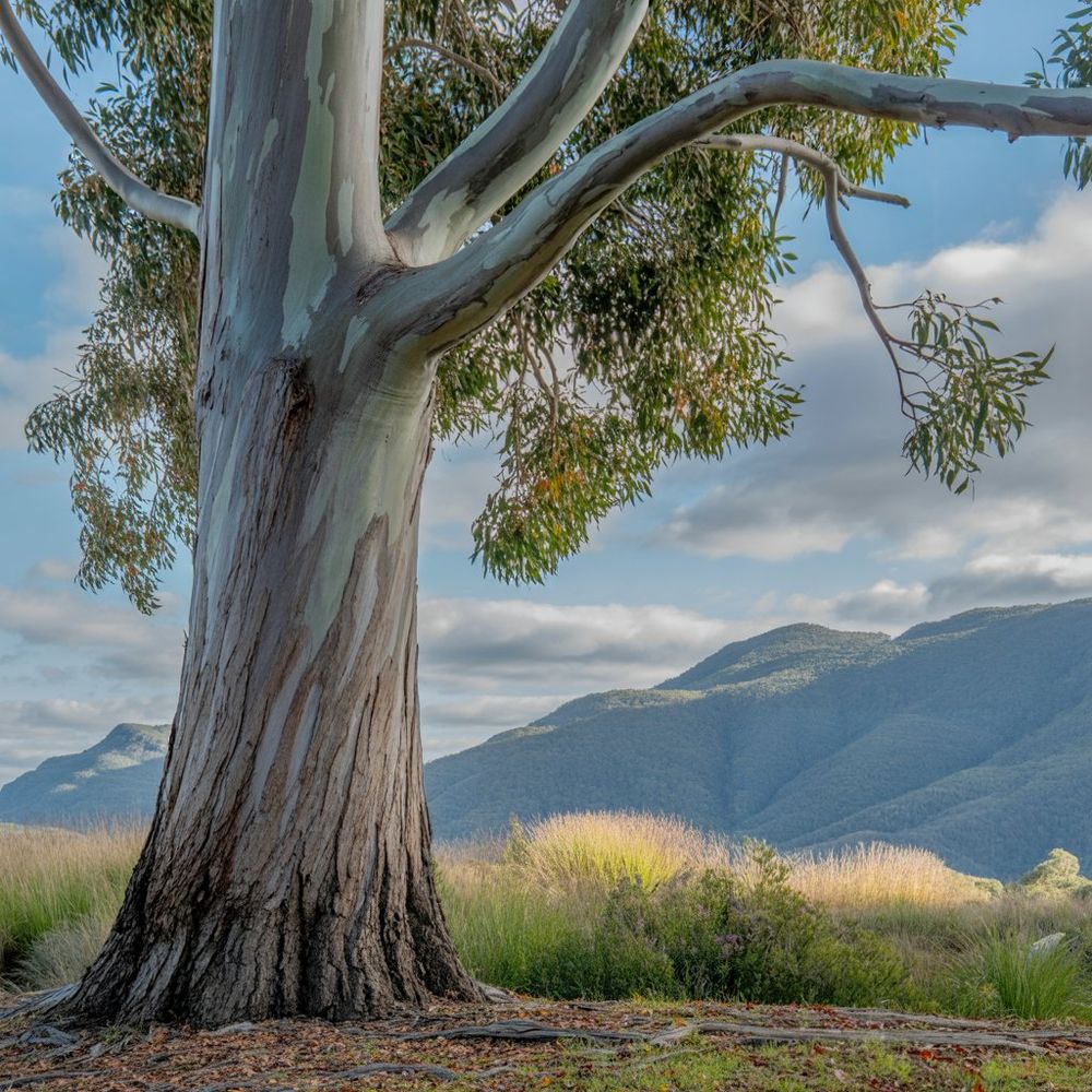 a large tree with smooth bark with a view of an open field and mountains