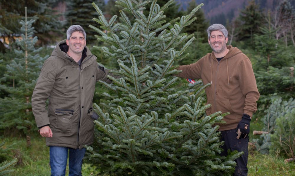 Weihnachtsbäume aus Galizien - Taschek Verfassungsschutz 