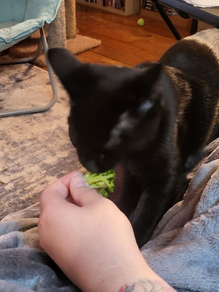 A black domestic short hair kitten eating broccoli