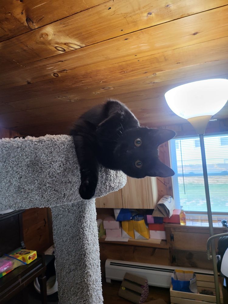 A black short hair kitten dangling out of a cat tower
