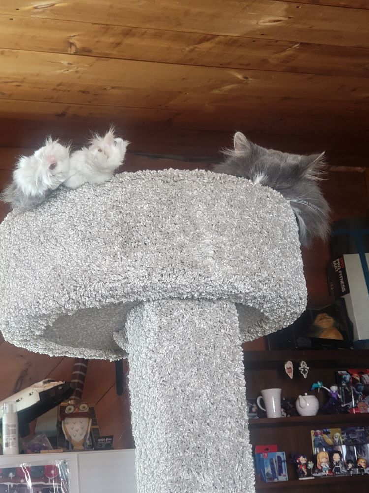 A grey and white maine coon senior cat in a cat tower with his feet sticking out 