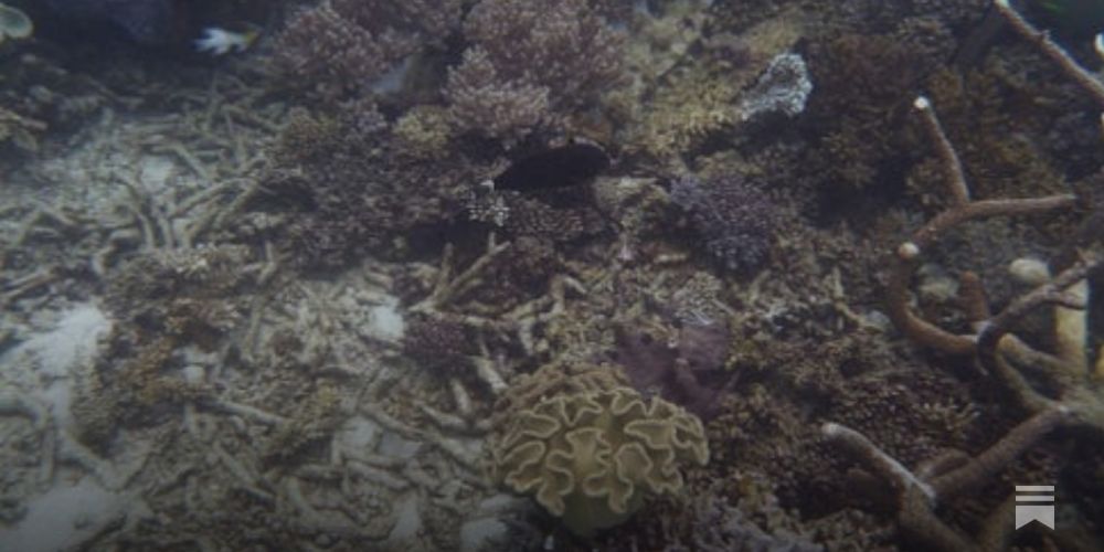 Great Barrier Reef Faces “Existential” Danger from Global Heating, Study Finds