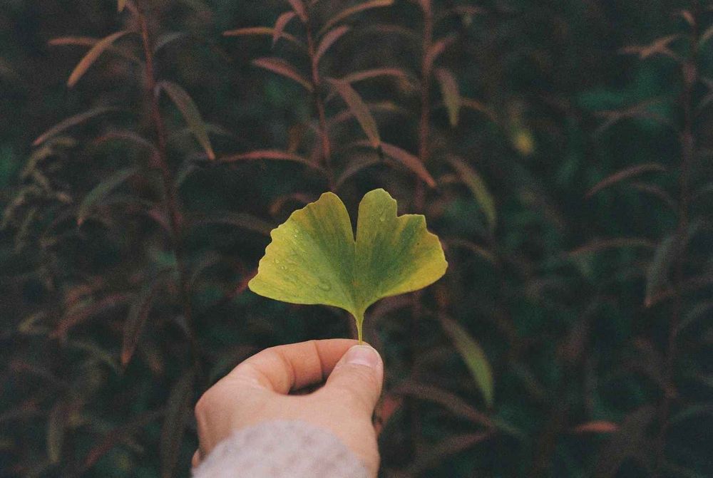 Une photographie argentique couleur horizontale légèrement sous exposée qui représente une main qui tient une feuille de gingko biloba qui a doucement commencé à jaunir, parsemée de gouttes d'eau, devant un massif de plantes aux feuilles vertes et rouges foncées.
