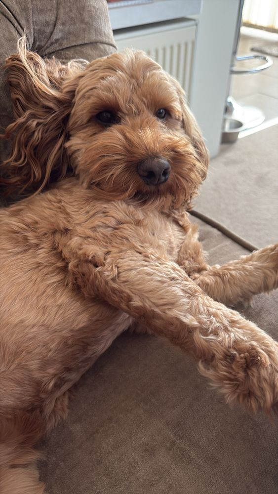 A red cockapoo lying on a sofa with head slightly raised, without a care in the world.