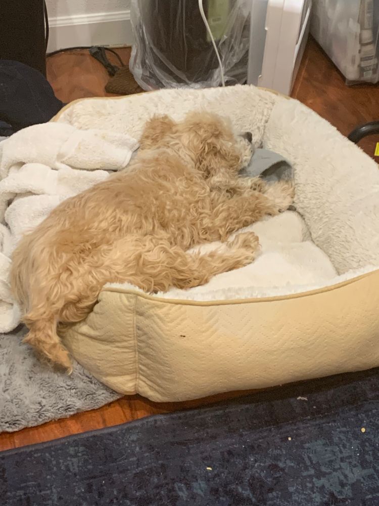A small blonde dog is sleeping on a white fluffy bed with a gray blanket under her head. Her entire butt is hanging off the front of the bed, her little tail sticking out, and her face is tucked into the back corner. 