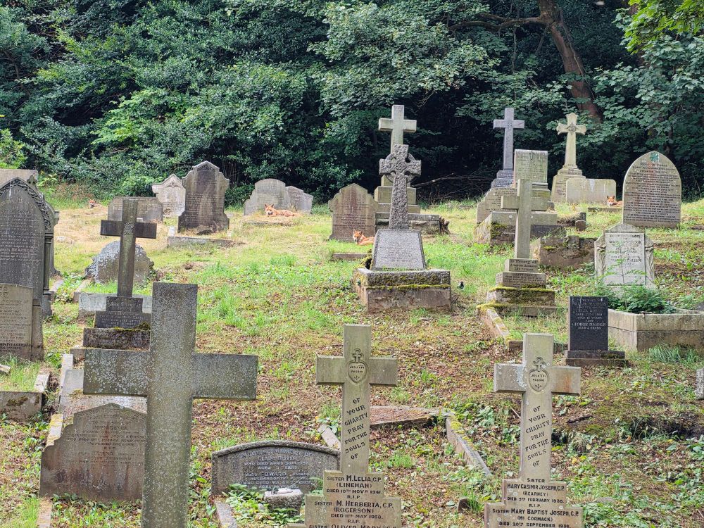 Photo of a cemetery with woodland in the background. There are four foxes relaxing amongst the headstones. 