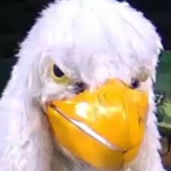 Mischievous eagle mask