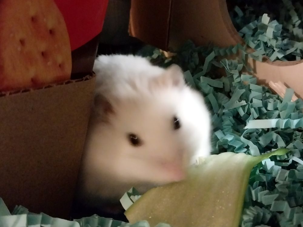 Moopsy the Syrian hamster eating some greens.