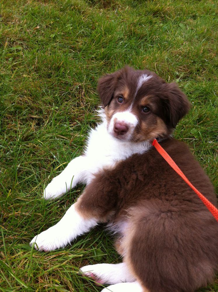 My dog as a puppy, resting on the grass. She’s looking up towards someone behind the camera.