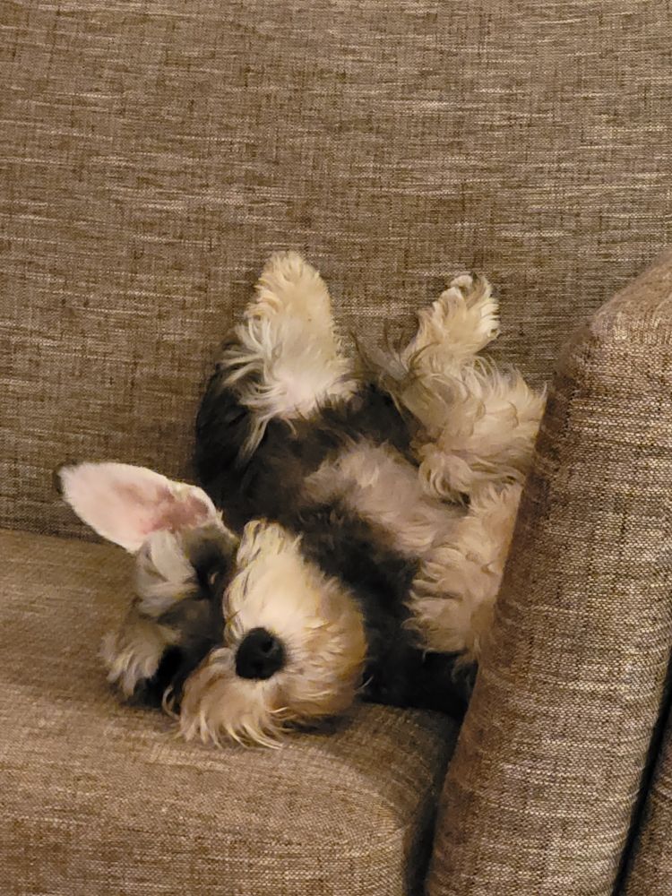 Image of a miniature Schnauzer laying on her back playfully with one ear raised.