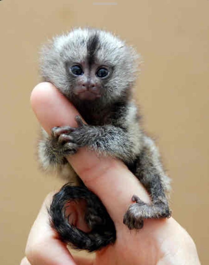 Reference photo of Pygmy marmoset clinging to finger 
